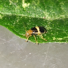 Gynandrobrotica