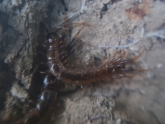 Lithobius forficatus