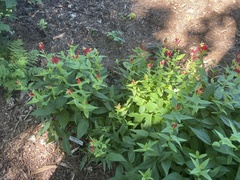 Spigelia marilandica