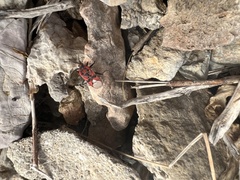 Spilostethus pandurus