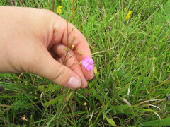Agalinis oligophylla