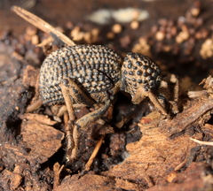 Brachycerus