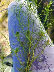 Euthamia caroliniana