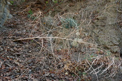 Crambe koktebelica