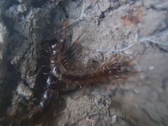 Lithobius forficatus