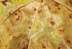 Cercospora armoraciae