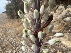 Spilostethus pandurus