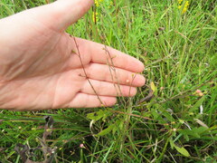 Agalinis oligophylla