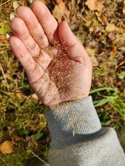 Agrostis capillaris