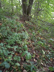 Aconitum lasiostomum