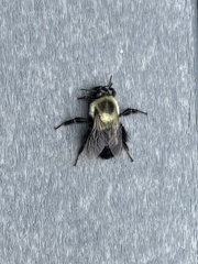 Bombus impatiens