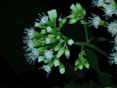 Ageratina roanensis