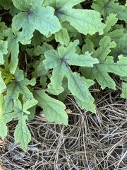 Vitis aestivalis