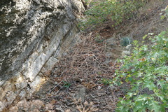 Crambe koktebelica