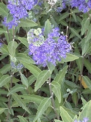 Caryopteris