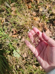 Agrostis capillaris