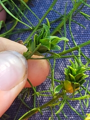 Euthamia caroliniana