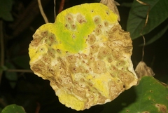 Cercospora armoraciae
