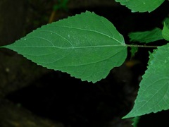 Ageratina roanensis