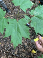 Acer