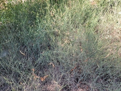 Chloracantha spinosa