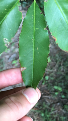 Photinia serratifolia