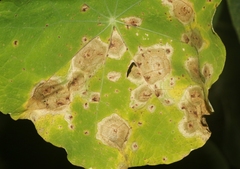 Cercospora armoraciae