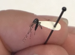 Aedes albopictus
