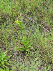Silphium confertifolium