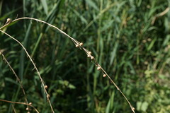Crambe koktebelica