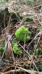 Leucobryum glaucum