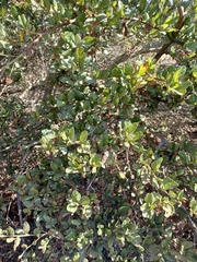 Ceanothus