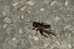 Eumodicogryllus bordigalensis