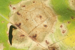 Cercospora armoraciae