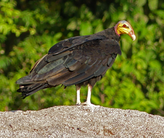 Cathartes melambrotus