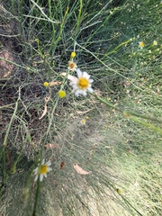 Chloracantha spinosa