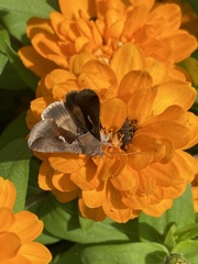 Anagrapha falcifera