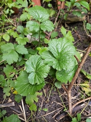 Geum macrophyllum