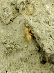 Lasius claviger