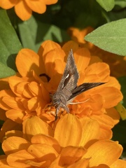 Anagrapha falcifera