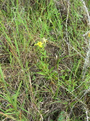 Silphium confertifolium