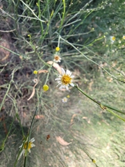 Chloracantha spinosa