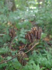 Aconitum lasiostomum