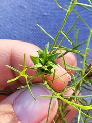 Euthamia caroliniana