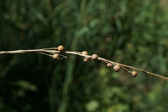Crambe koktebelica