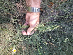 Chloracantha spinosa