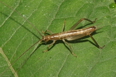 Prognathogryllus elongatus