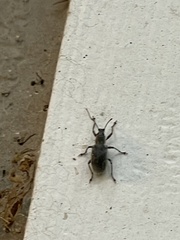 Cyrtepistomus castaneus