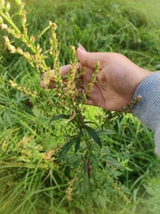 Artemisia vulgaris