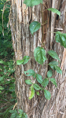 Dolichandra unguis-cati